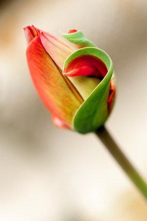 Delicate red tulip bud outdoors, shallow DOF.の写真素材