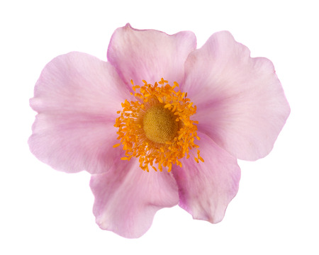 Flower of Rubus odoratus isolated on white.の写真素材