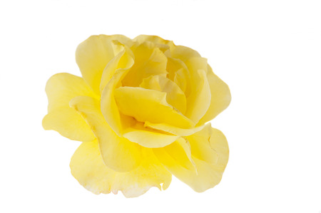 Yellow rose isolated on white background.の写真素材