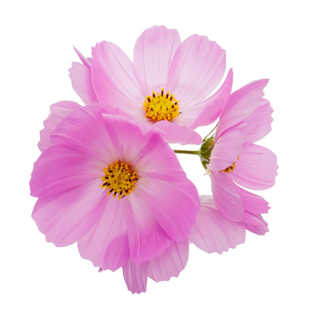 Pink cosmos flowers bouquet isolated on white background.の写真素材