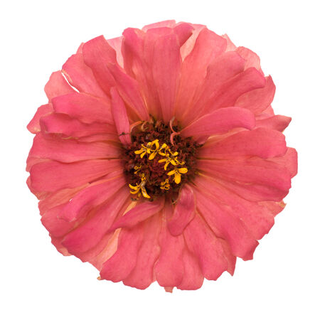 Pink zinnia isolated on white background.の写真素材