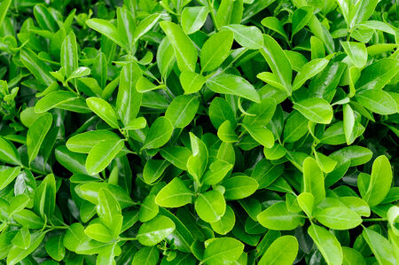 Green leaves texture, abstract background.の写真素材
