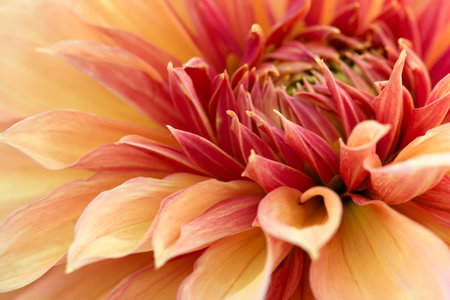 Close-up of red chrysanthemum flower. Abstract blossom background. Soft focus, shallow DOF.の写真素材