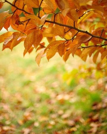 Autumn leaves in a park, shallow DOF.の写真素材