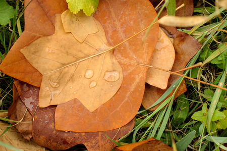 A closeup of a grungy Yellow Poplar leaves with water drops in autumn foliage colors on the ground.の写真素材