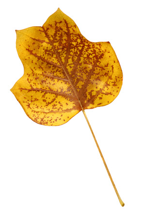 A closeup of a grungy Yellow Poplar leaf in autumn foliage colors isolated against a white backgroundの写真素材