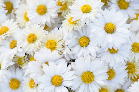 Close-up of white daisy chrysanthemum flowers. Abstract blossom background. Soft focus, shallow DOF.の写真素材