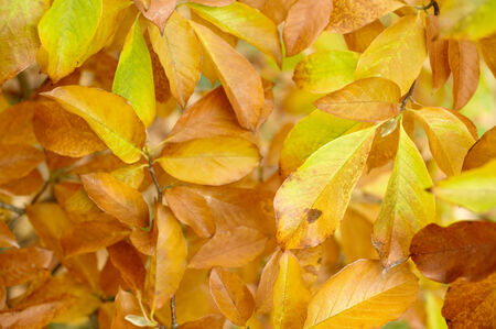 Autumn leaves in a park, shallow DOF.の写真素材