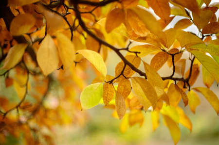 Autumn leaves in a park, shallow DOF.の写真素材