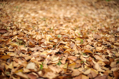 Dry golden brown leaves on the forest floor, selective focus, shallow DOF.の写真素材