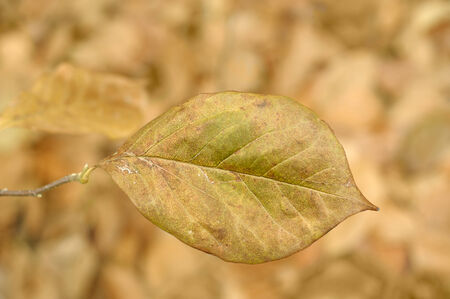Autumn leaf in a park, shallow DOF.の写真素材