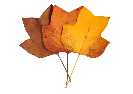 A closeup of a grungy Yellow Poplar leaves bouquet in autumn foliage colors isolated against a white...
