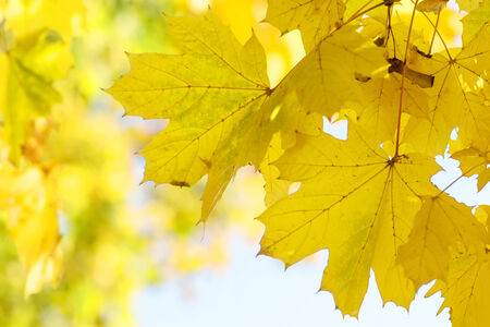 Autumn leaves background, very shallow focus. Park outdoor photography.の写真素材