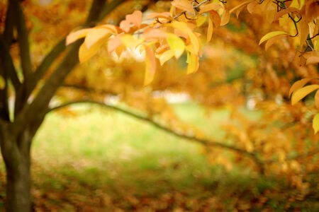 Out of focus tree in autumn colors, some leaves in the front are in focus. Background for your design.の写真素材
