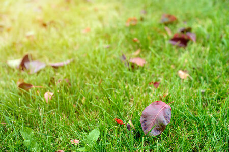 Close-up of leaves in autumn colors on the green grass with sun flare. Natural background, shallow DOF, with copy space.の写真素材