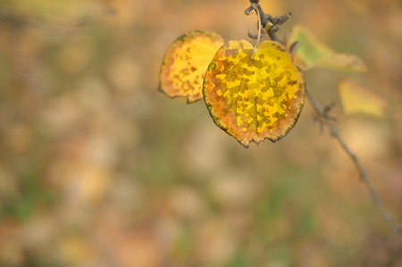 Autumn leaves in a park with copy space, shallow DOF. Natural autumn background.の写真素材