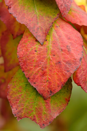 Abstract background of red autumn leaves. Autumn background.の写真素材