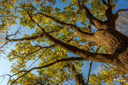 Tree in autumn colors with a below perspectiveの写真素材