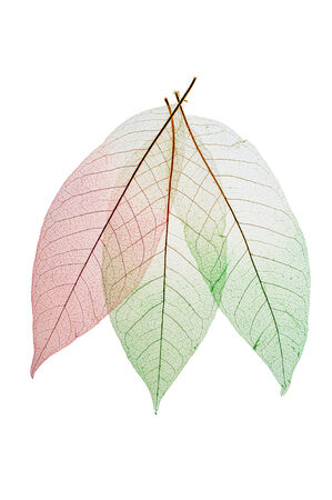 Skeleton leaves  abstract background, three leaves isolated on white.の写真素材