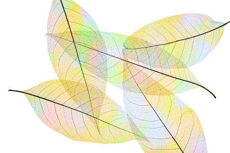 Skeleton leaves  abstract background, multicolored leaves isolated on white.の写真素材