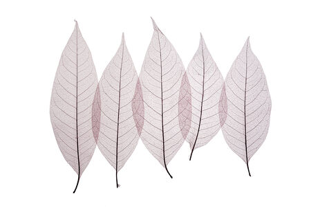 Skeleton leaves  abstract background, leaves isolated on white.の写真素材