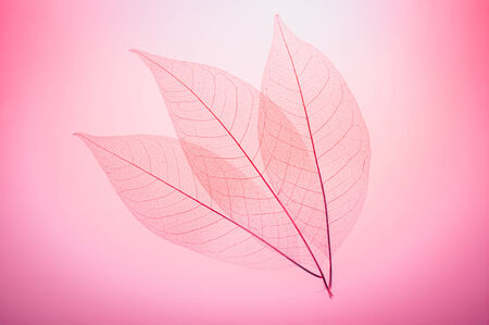 Three skeleton leaves  abstract background.の写真素材