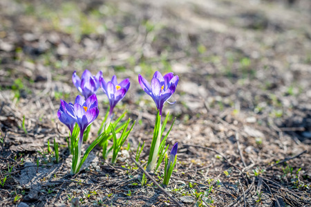 Beautiful violet crocuses in the springtime.の写真素材