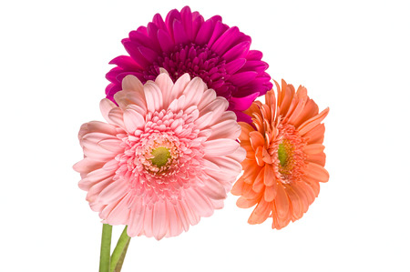 Beautiful bunch of varicolored daisy-gerbera flowers isolated on the white background.の写真素材