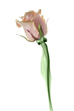 Beautiful pink rose with green smoke instead of the stem isolated on white backgroundの写真素材
