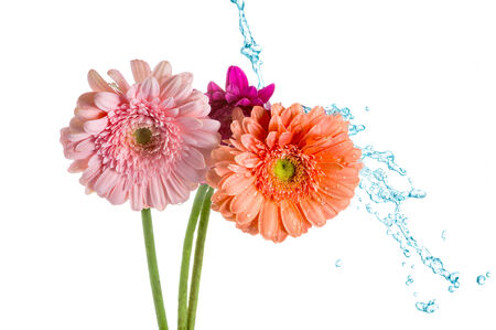 Beautiful bunch of varicolored daisy-gerbera flowers with water splash isolated on the white background.の写真素材
