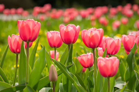 Spring flowerbed with pink tulip flowers.の写真素材