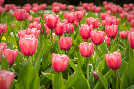 Spring flowerbed with pink tulip flowers.の写真素材