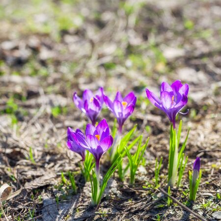 Beautiful violet crocuses in the springtime.の写真素材