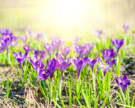 Beautiful violet crocuses with sun flare in the springtime.の写真素材
