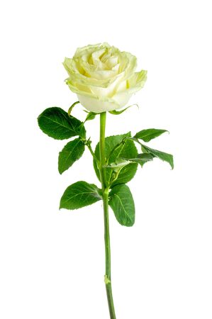 Beautiful white rose isolated on a white backgroundの写真素材