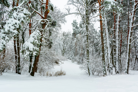 Winter landscape with snow on trees and floor.の写真素材