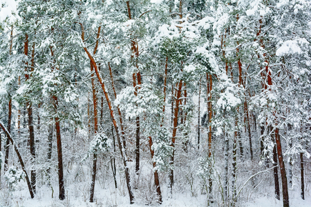 Winter landscape with snow on trees and floor.の写真素材