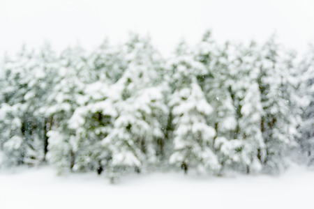 Blurred background. Winter landscape with snow on pines and floor.の写真素材