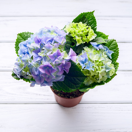 Blue hydrangea flowers on white wooden table, top view.の写真素材