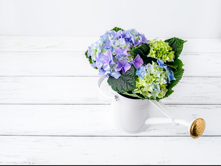Blue hydrangea flowers in watering can on white wooden table.の写真素材