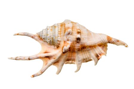 Sea shell isolated on a white backgroundの写真素材