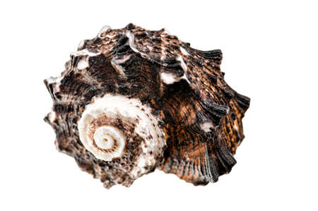 Sea shell isolated on a white backgroundの写真素材