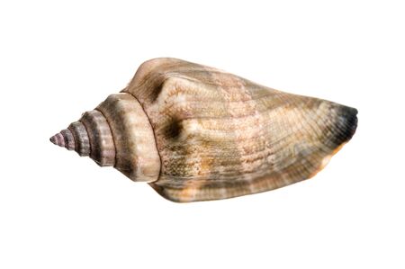 Sea shell isolated on a white backgroundの写真素材