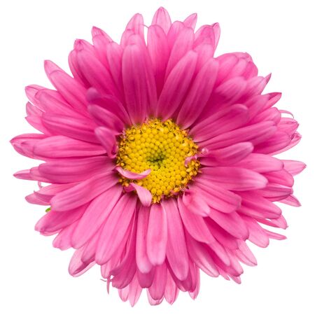Close-up of pink aster isolated on white background.の写真素材
