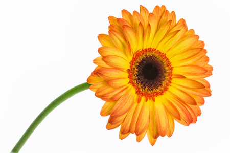 Orange gerbera with stem isolated on white background.の写真素材