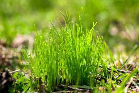 Natural background with fresh green grass in spring, soft focus.の写真素材