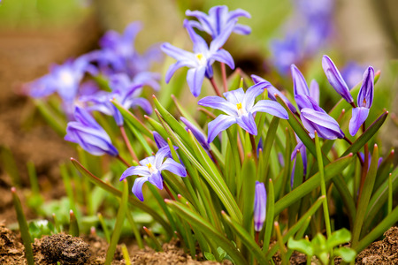 Spring flowers in the forest - glory-of-the-snow (Chionodoxa luciliae), slose-up, soft focus.の写真素材