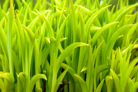 Natural background with fresh green leaves in spring, soft focus.