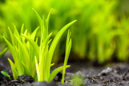 Natural background with fresh green leaves in spring, soft focus.の写真素材