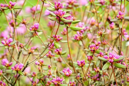 Rhododendron or Azalea blossoms bushの写真素材